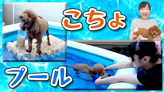 ◆夏といえばプール プールといえばこちょ◆pool