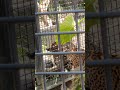 夏蝉😓㉞ジャガー・ハクくん・ルナちゃん・沖縄こどもの国・・・jaguar ・okinawa zoo u0026 museum 20240621