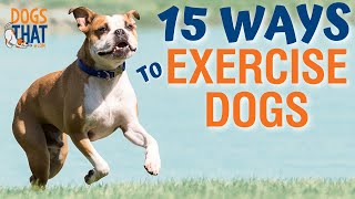 15 Ways To Exercise Your Dog
