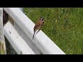 【野鳥動画・asmr】ホオジロのさえずり2013_03 meadow bunting