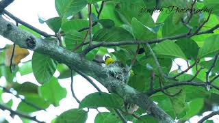 Nesting of common lora