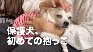 怖がりな保護犬が、初めて人間の膝の上で過ごした日。