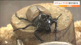 ヘラクレスオオカブトなど世界の昆虫32種類展示　SSW兼昆虫系ユーチューバーTaeさんが飼育　宮城・丸森町　