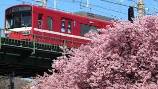 2023年の京急×河津桜 🌸  1500形と河津桜の共演も！   (春の三浦半島)