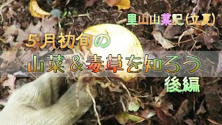 里山山菜記５月⑪初旬～山菜＆毒草を知ろう～後編「カタツムリ(陸上性貝類)、マムシグサの根、薹が立ったフキノトウ、花芽を付けたホウチャクソウ、マガモの雌雄(鳥)、キビタキ(鳥)」