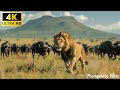 4K African Wildlife : Ol Pejeta Conservancy, Kenya - Scenic Wildlife Film With Meditation Music