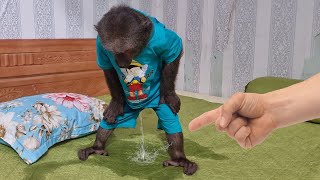 Abu panicked as he peed on the bed - Funny monkey