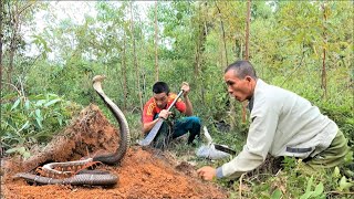 Suffocation - 2 brave hunters confront the world's most ferocious and dangerous group of cobras+++