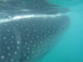 tiburon ballena whale shark ジンベイザメ @ cancun