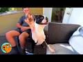 Giant Boston Terrier Makes Lady Laugh Out Loud | Cuddle Buddies