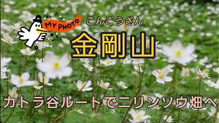 【大阪府　金剛山　カトラ谷ルート】ニリンソウを見に行く2023年４月末