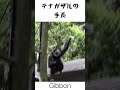 テナガザルの手長　gibbon　 shorts