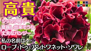 凄い名前のパンジーが出てます【ガーデニング】凄いのは名前だけじゃない!!ローブ・ドゥ・アントワネット・ソワレ【園芸】動画の後半では５株のバンジーを使って培養土比較して見ました。【植え方・育て方】