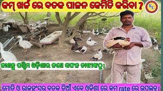 How to Start Duck Farming In Odisha For Less Than Rs. 10,000 | Duck chicks odisha |