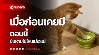 คลิปแมวหิว เมื่อก่อนเคยมี ตอนนี้มันหายไปไหนแล้วแม่ | SCLee111