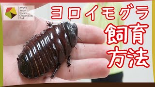 【世界最重量】ヨロイモグラゴキブリの飼育方法！