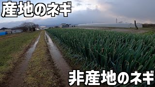 【トキタ種苗に聞く】本州と北海道とのネギ栽培の違いと産地と非産地のネギの値段