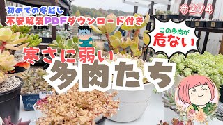 【多肉植物】冬の多肉ケア完全攻略！耐寒性、紅葉、注意点を解説❄️No274