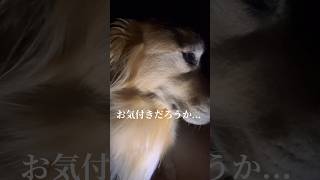 深夜の散歩をしていたら…#goldenretriever #dog #ゴールデンレトリバー #犬