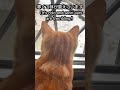 生まれて初めて雪を見た子猫さりり【snow and cat.】 shorts