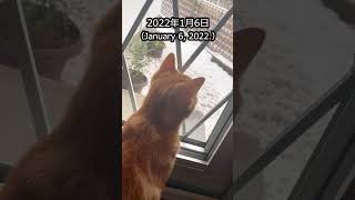 生まれて初めて雪を見た子猫さりり【Snow and cat.】#Shorts