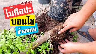 บอนไซ : อัพเดท ไม้ศิลปะ บอนไซข้างถนน ep.3 | Bonsai 017