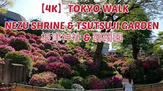 【4K】Tokyo Walk - Nezu Shrine \u0026 Tsutsuji Garden