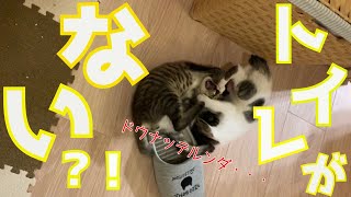 掃除中どうしてもトイレにいきたい子猫がかわいすぎる！！【保護猫】/A kitten who wants to go to the bathroom while cleaning is too cute