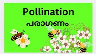 pollination