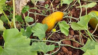 Yellow cucumber plant( കണിവെള്ളരിക്ക)