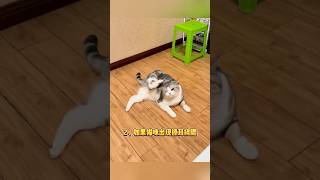 宠物医生不想说的4件事，看完涨知识。＃宠物医生＃猫咪生病＃新手养猫＃养猫知识＃养猫日常＃养猫经验＃科学养猫＃养猫人＃养猫经验分享＃宠物＃萌宠＃猫咪＃cat＃宠物日常＃宠物知识＃分享养宠经验