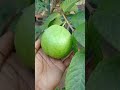 തായ്‌വാൻ പിങ്ക് പേര nature kerala guava plant