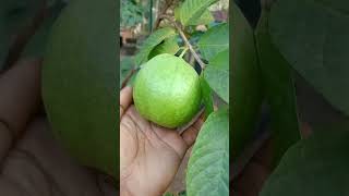 തായ്‌വാൻ പിങ്ക് പേര #nature #kerala #guava #plant