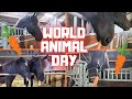 World Animal Day!! Time for carrots!🥕🥕🥕 | Friesian Horses