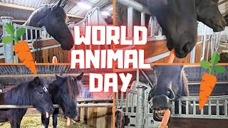 World Animal Day!! Time for carrots!🥕🥕🥕 | Friesian Horses