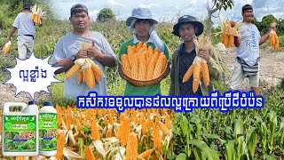 ជីបំប៉នសេដ្ឋីដំឡូង ជួយបង្កើនទិន្នផលដល់កសិករ