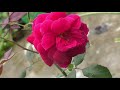 5 effective fertilizers for healthy rose plant in tamil