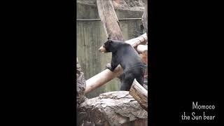 マレーグマのモモコ「降りるときは慎重にね」＠上野動物園 / Momoco the Sun bear \