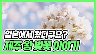 제디피셜 : 봄을 알리는 제주 왕벚꽃 이야기