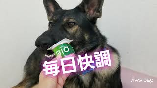 【毎日快調】愛犬シェパードの大好物ダノンBIO！ 【German shepherd dog】