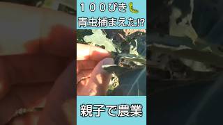 【親子で農業】🐛１００匹⁉「青虫捕まえた」🌈にじいろ農園  #農業 #農業女子 #親子で農業 #家庭菜園初心者 #無農薬栽培 #青虫 #ブロッコリー