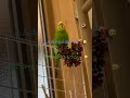 キキ何がしたい？ セキセイインコ