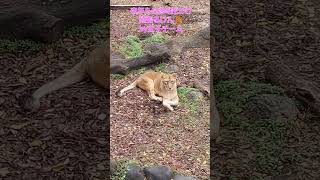 とべライオンより年末のご挨拶🦁🐱 #Shorts #動物園 #lion #かわいい