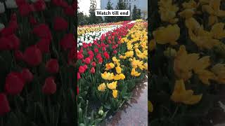 Rudaki Park flowers Garden #dushanbe #tajikistan #shorts #ytshort