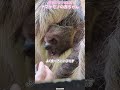 日本一かわいいナマケモノの赤ちゃん　 animals 那須どうぶつ王国