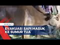 Dramatis! Evakuasi Sapi Tercebur Sumur Tua 11 Meter di Sulawesi Selatan