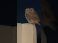 This owl was not happy with this girl’s comments 😂