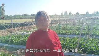 农村大妈，在家里包70亩地种菜，看她一年能挣多少钱