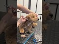 Puppy's first groom!