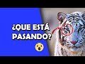 ¡CUIDADO! Así se COMPORTAN los TIGRES